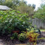 Gardening in My Sunny Florida Backyard