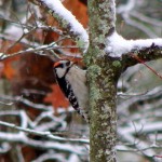 ellijay2