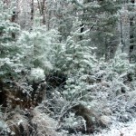 ellijay7